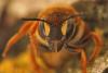 Rhodanthidium septemdentatum
